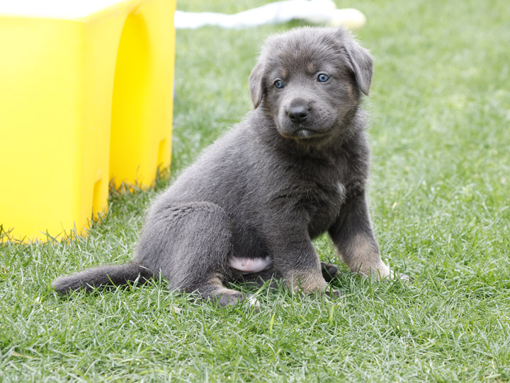 chinook dog
